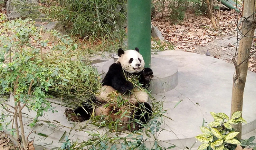 Elder Giant Panda