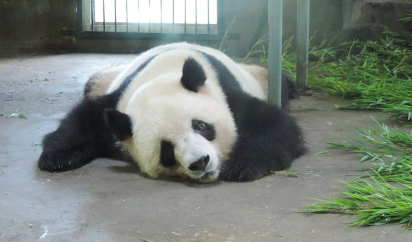 Elder Giant Panda