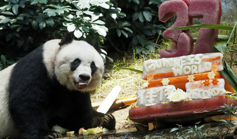 Elder Giant Panda