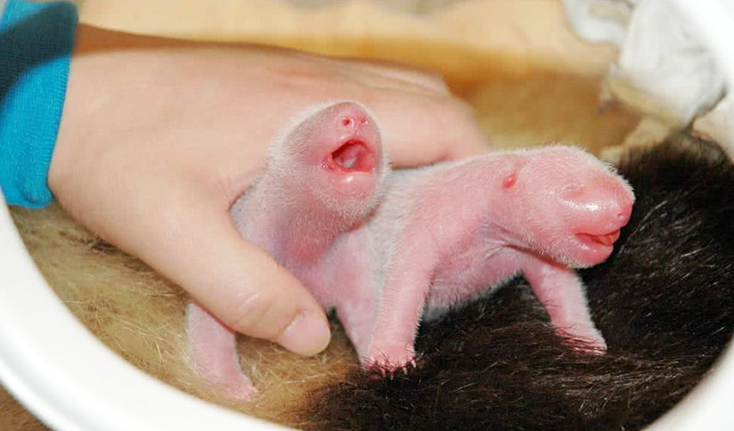 Newborn Pandas