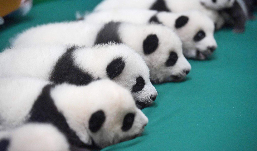 Newborn Pandas