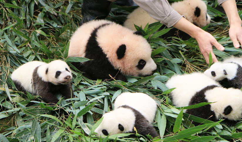 Newborn Pandas