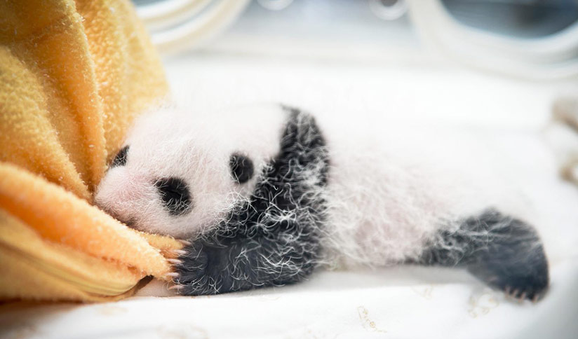Newborn Pandas