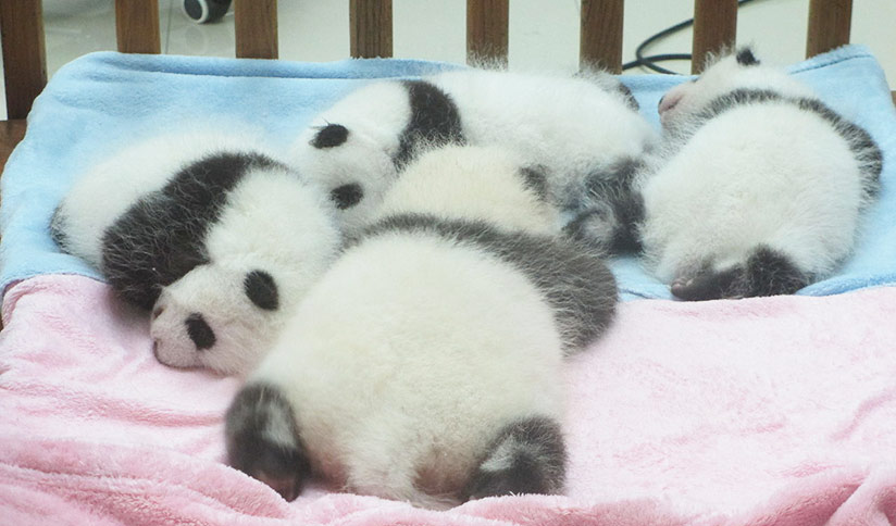 Newborn Pandas