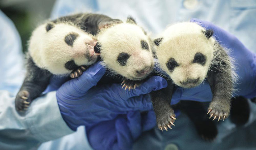 Newborn Pandas