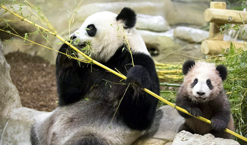 Panda Mommy and Baby Photos