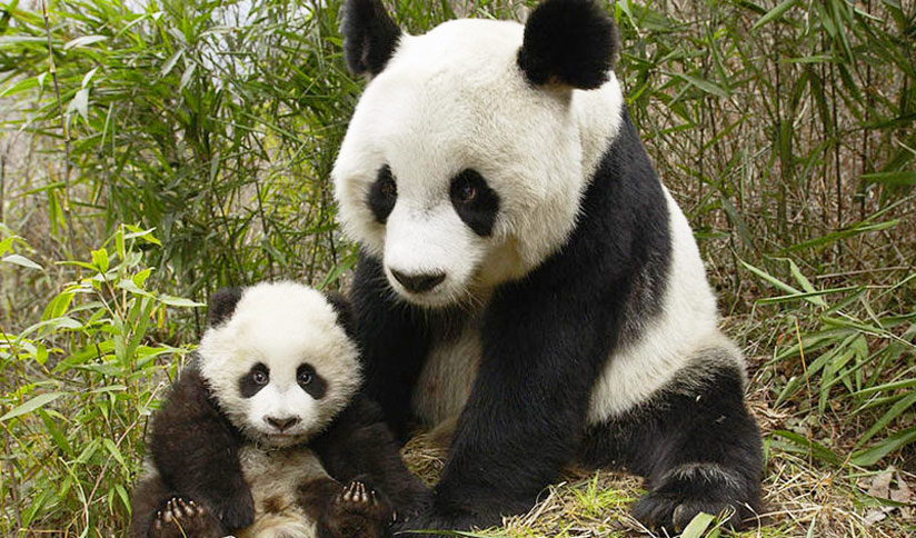 Mmom Baby Panda Mmom Baby Panda
