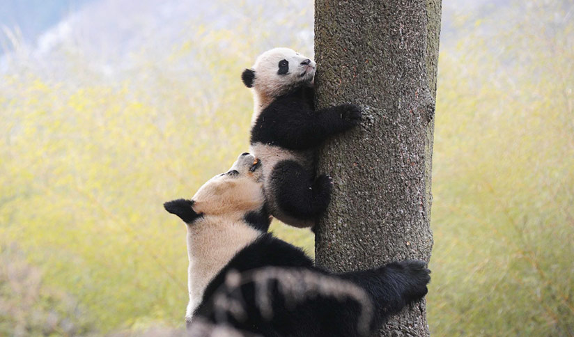 Panda Mommy and Baby Photos