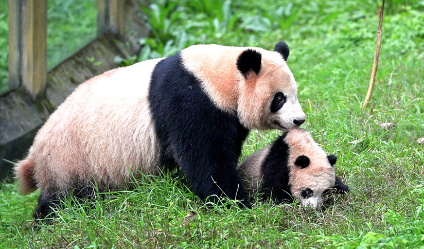 Panda Mom and Baby Photos, Images | Giant Panda Pictures