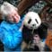 Feed Giant Panda at Chengdu Base