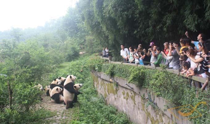 See Pandas with China Discovery