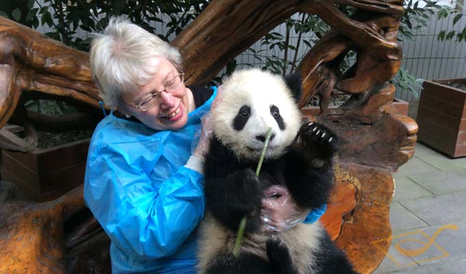 See Pandas with China Discovery