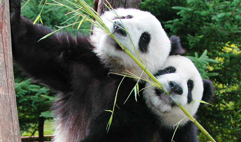 Sub-adult Giant Pandas