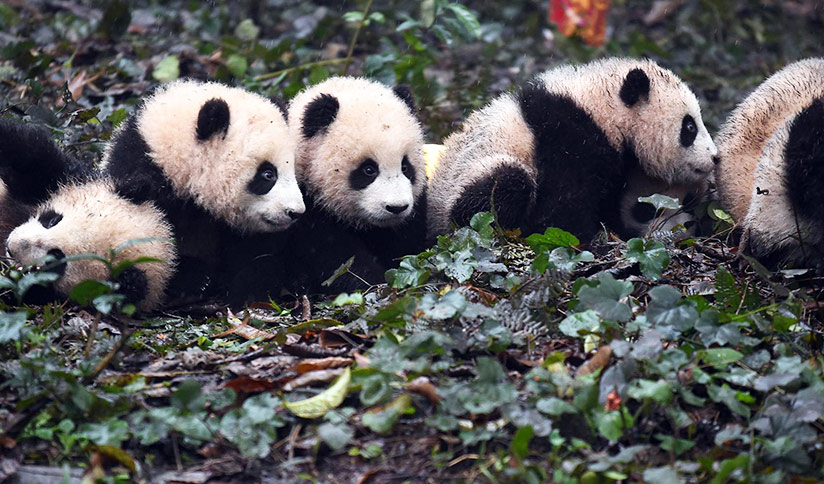 Sub-adult Giant Pandas