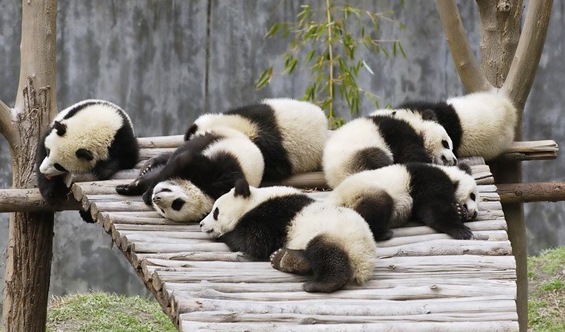 Sub-adult Giant Pandas