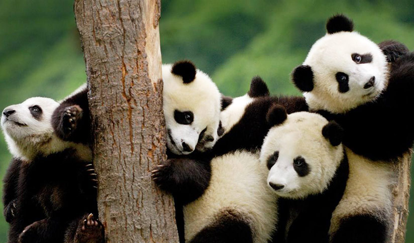 Sub-adult Giant Pandas