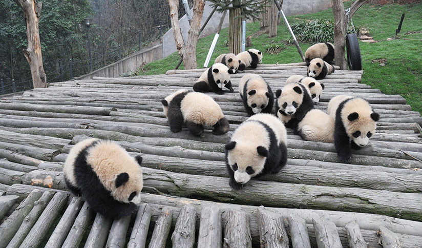 Sub-adult Giant Pandas