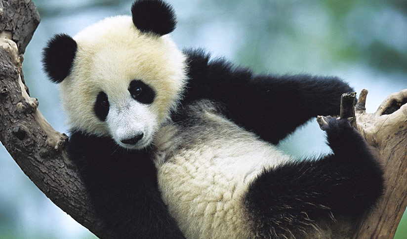Sub-adult Giant Pandas