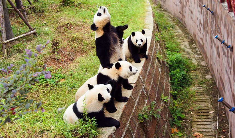 Sub-adult Giant Pandas