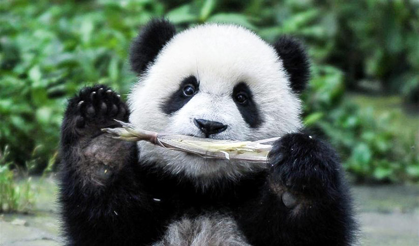 Sub-adult Giant Pandas
