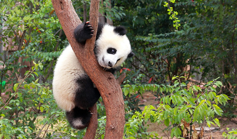 Sub-adult Giant Pandas