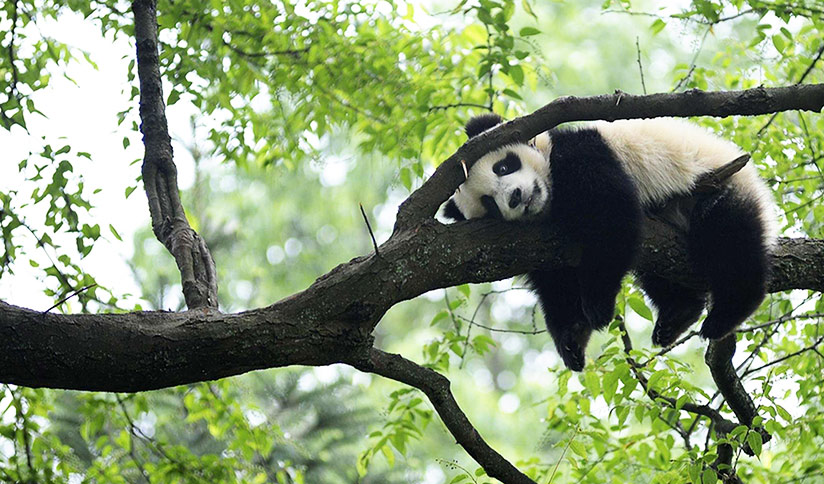 Sub-adult Giant Pandas