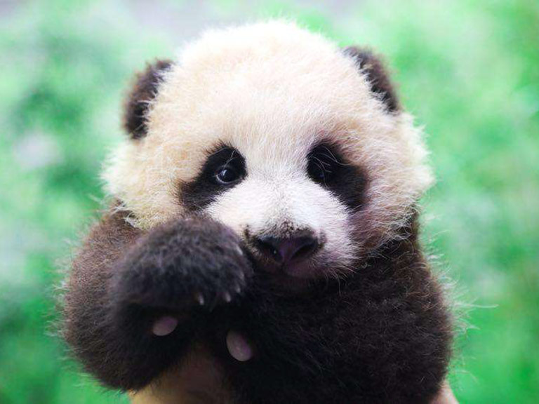 See Baby Cub in Chengdu Panda Base