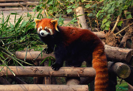 Red Panda Photos