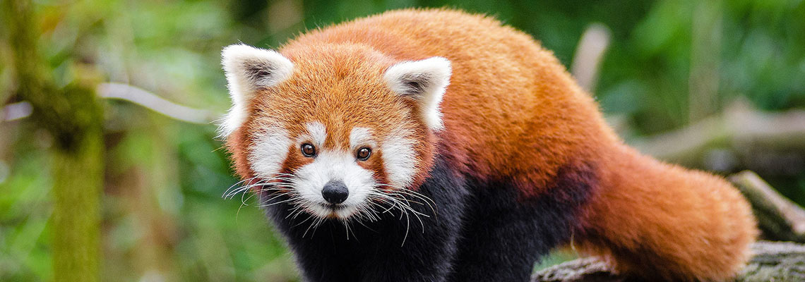 Red Panda Volunteer Program