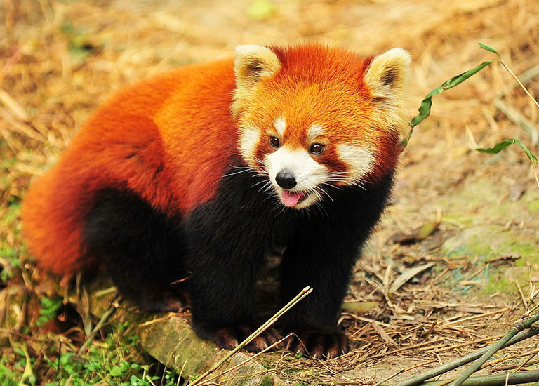 Red Panda in China