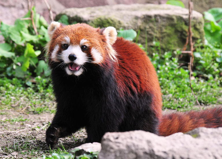 Red Panda in Hetaoping Panda Base