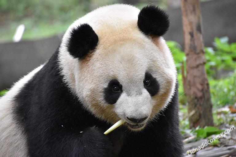 Pandas in China