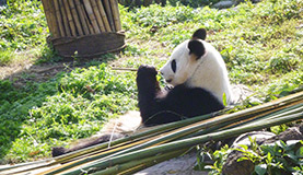 Dujiangyan Panda Photos