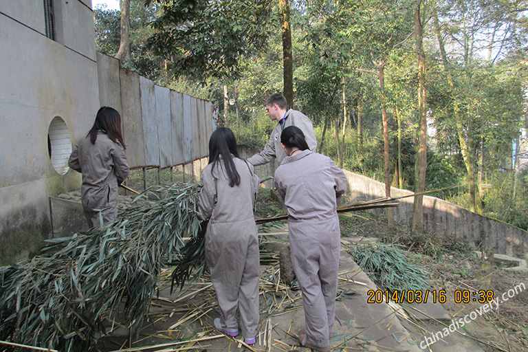 Panda Volunteer Tour at Bifengxia