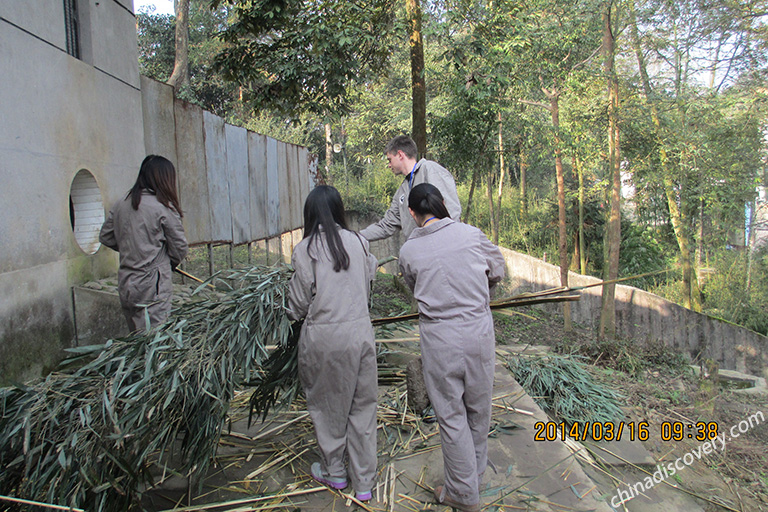 Panda Volunteer Tour at Bifengxia