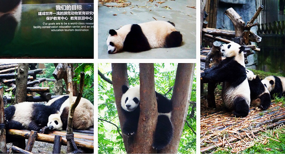 Giant Panda Loving Care Experience