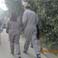 Walk to Oversea-born Panda Paradise