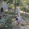 Prepare Bamboos for Giant Pandas