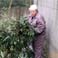 Prepare Bamboos for Giant Pandas