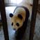 Panda is coming back to eat