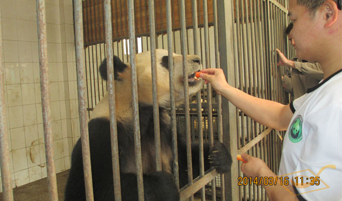  Feed the Giant Panda