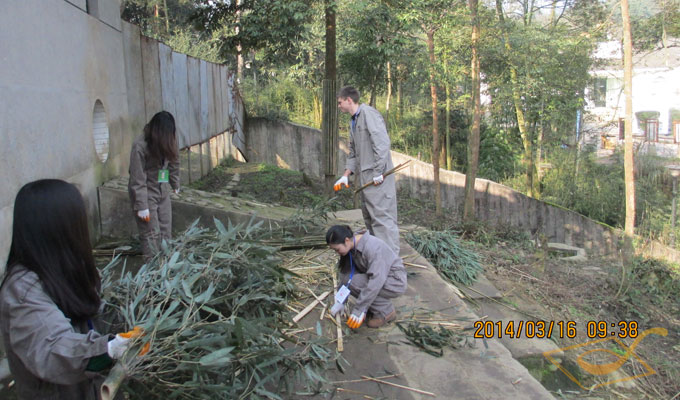 Prepare some Bamboo for pandas