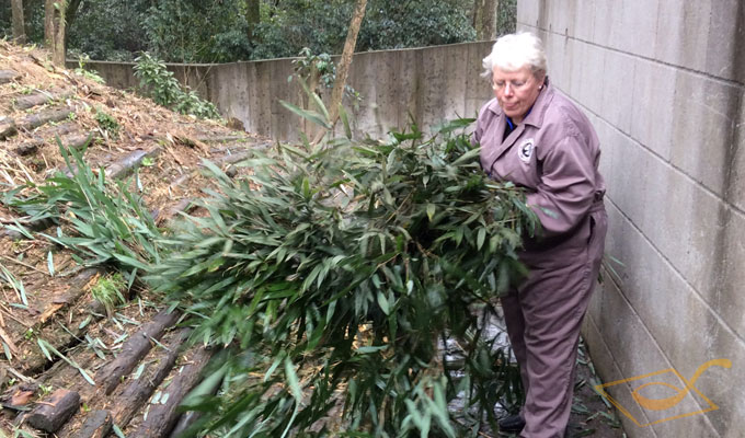 Prepare some Bamboo for pandas