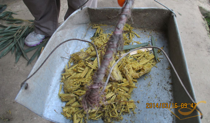 Panda Volunteer Work