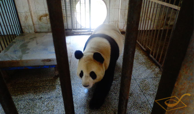  Panda is getting back to eat