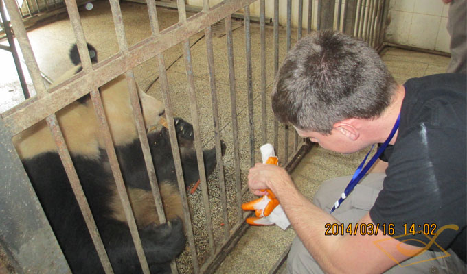 Feed the Giant Panda