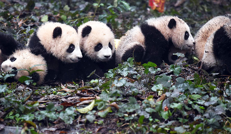 Bifengxia Panda
