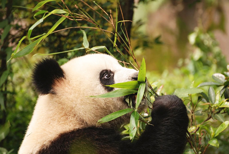 Visit Chengdu Panda Base to See Pandas