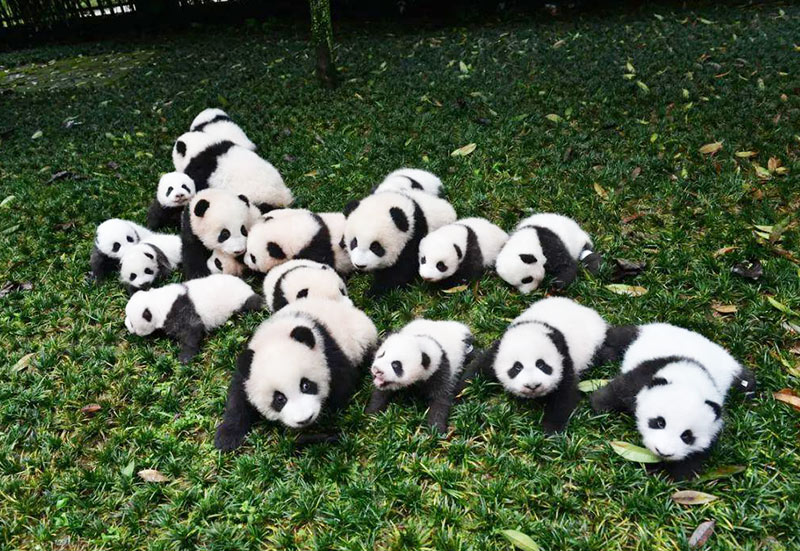 Visit Chengdu Panda Base to See Pandas