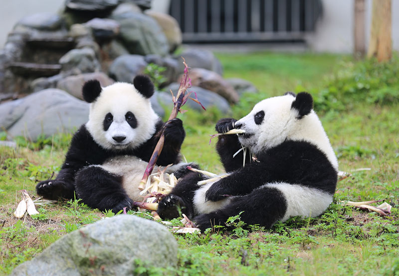 Visit Chengdu Panda Base to See Pandas